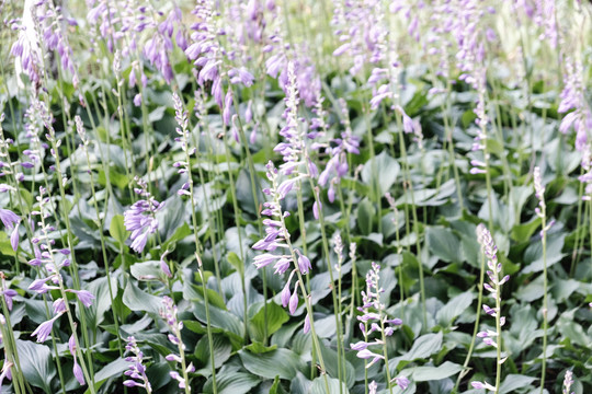 植物摄影图紫玉簪