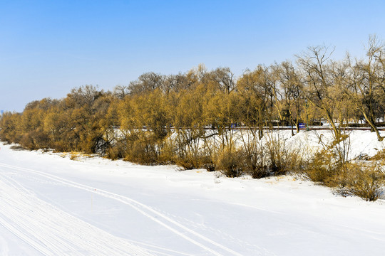 雪景森林