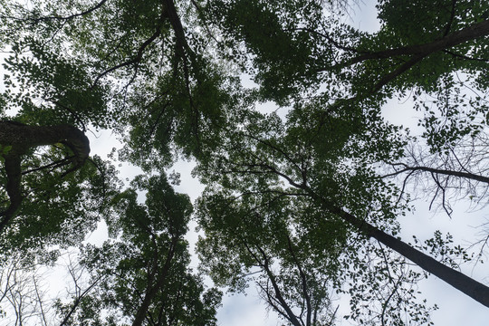 仰拍森林