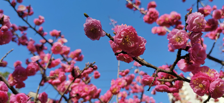 红梅花开