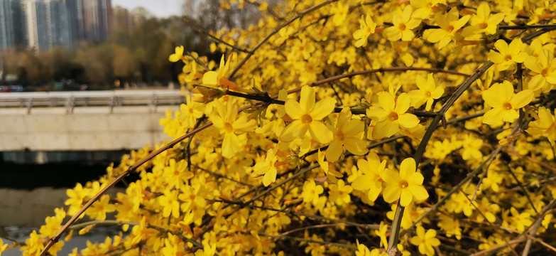 迎春花