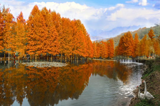 秋色红杉树