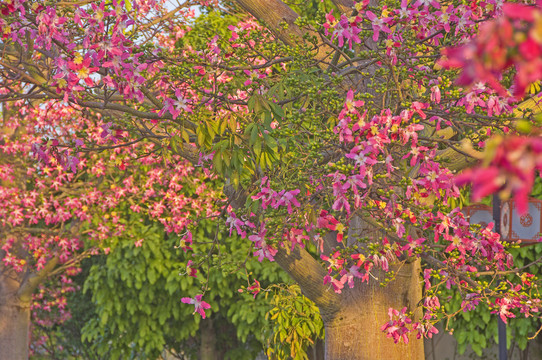 花与树