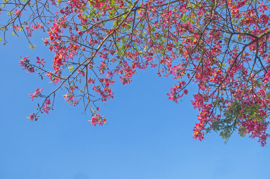 美人树粉红花枝