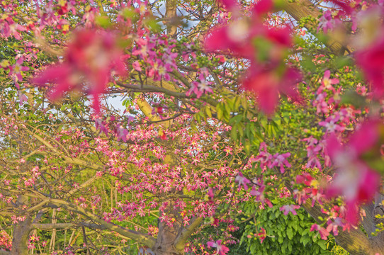 美人树花枝俏