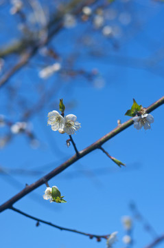 梅花