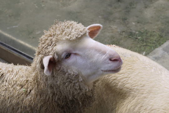 毛肉兼用型家畜美利奴羊