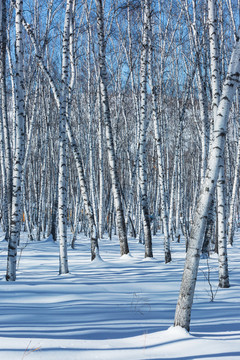 冬季雪原光影白桦林