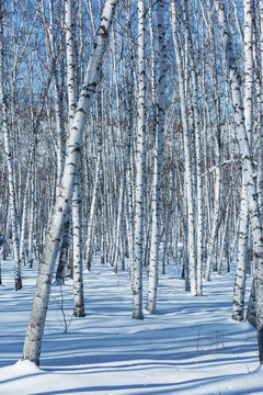 雪地雪原白桦林