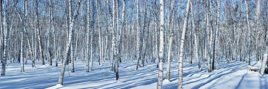 白桦森林雪原光影大长幅