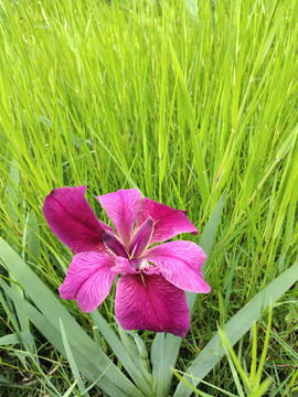 玉蝉花手机拍摄