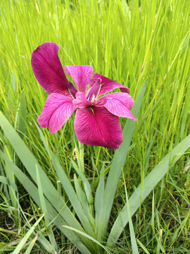 玉蝉花手机拍摄