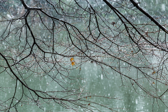 杭州花港观鱼公园雪霁