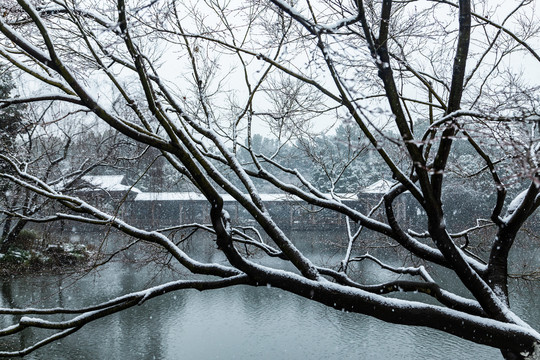 杭州花港观鱼公园雪霁