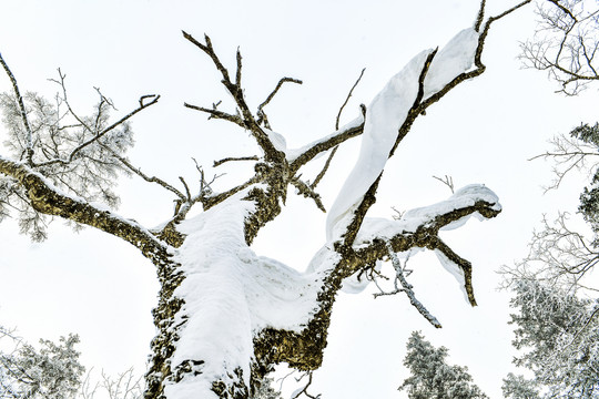 雪景树枝