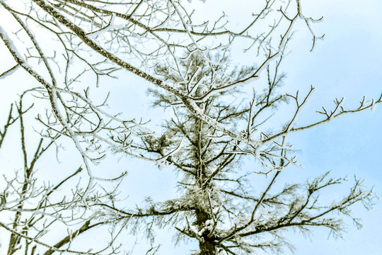 天空雪景树枝