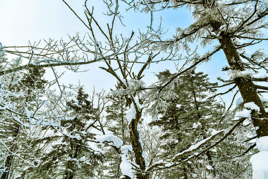 仰望森林雪景