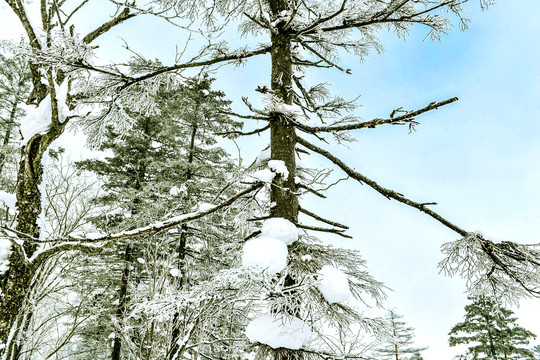 雪景树枝