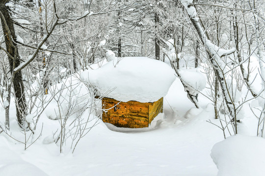 雪景