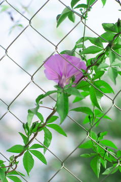 铁网上的牵牛花