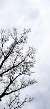 樹枝