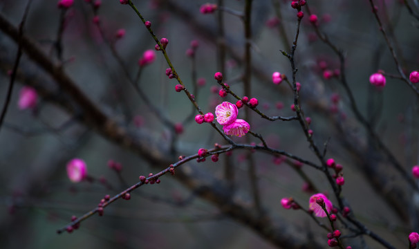 梅花