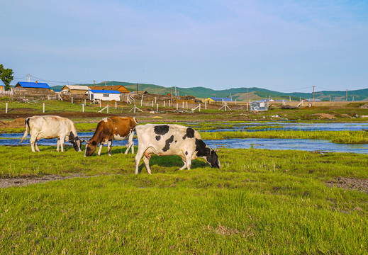 草原牛