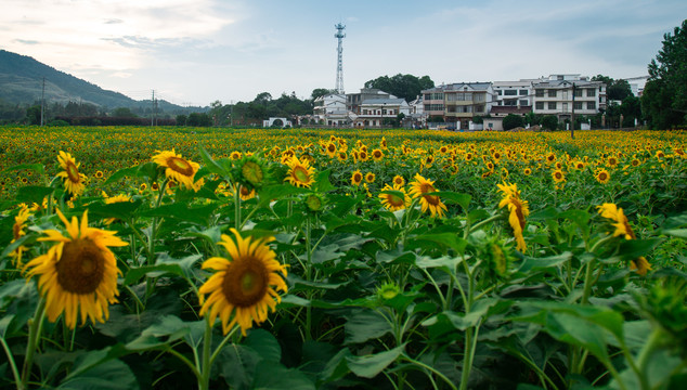 新农村改造提升建设