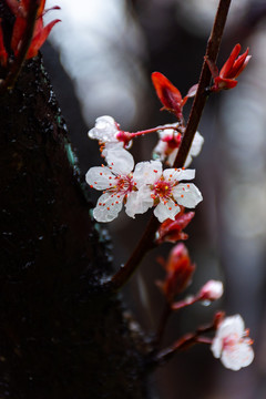 紫叶李花