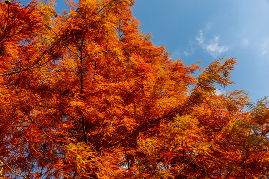 秋季水杉