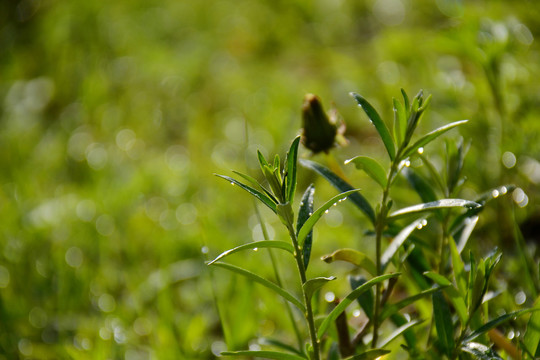 野草