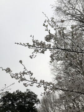 户外树林白色樱花树风景图片