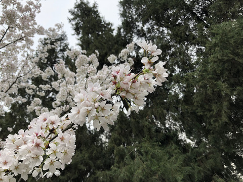 春季里盛开的白色樱花图片