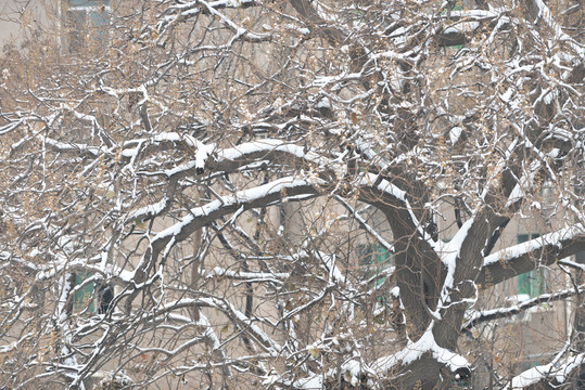 树梢上的雪