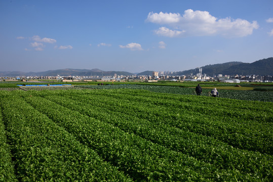 芹菜种植