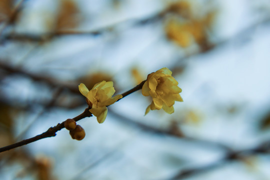 植物摄影图腊梅花