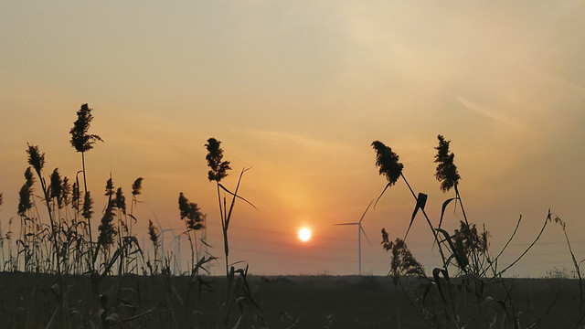 夕阳芦苇