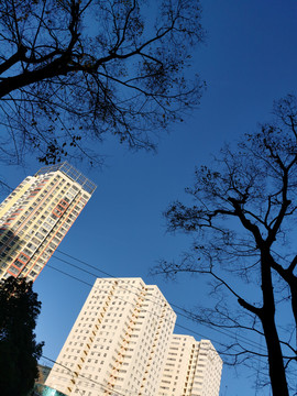 城市建筑天空植物素材