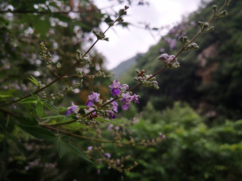 花枝树枝