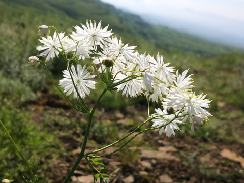 草原天路的花