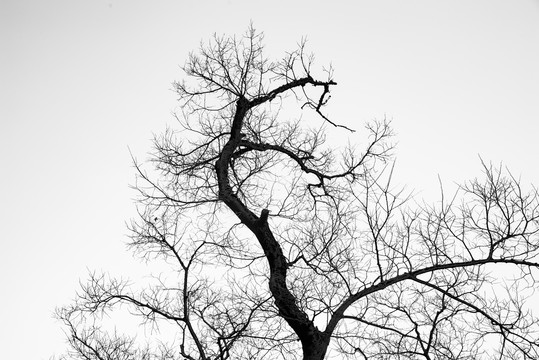 黑白水墨枯树枝
