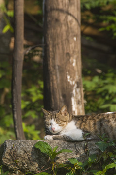 打瞌睡的猫咪