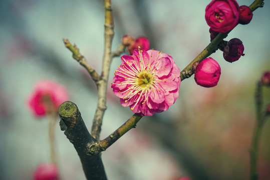 红梅花开