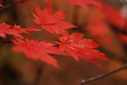 枫叶红叶秋色