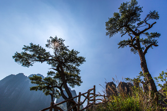 北帝山旅游风景区五针松观景台