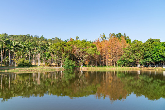 番禺大夫山森林公园风景