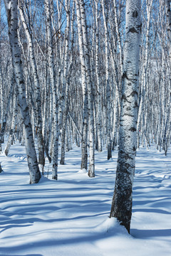 冬季雪原白桦树林