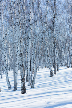 冬季雪地森林白桦树