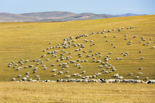 秋季草原羊群牧场