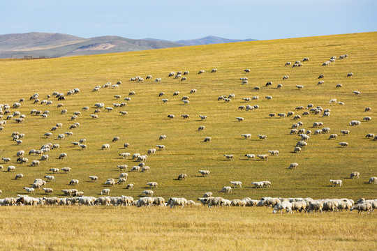 秋季草原牧场山坡羊群